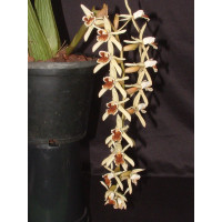 Coelogyne Brymeriana