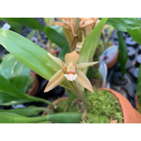 Coelogyne lentiginosa x monilirachis