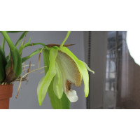 Coelogyne speciosa (in Blüte/Knospe)