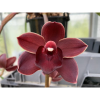 Cymbidium Cascade 'Street Tango' (2-3 Rispenansätze)
