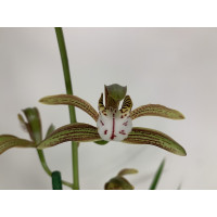 Cymbidium erythraeum