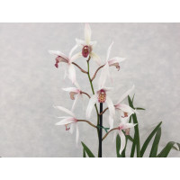 Cymbidium erythrostylum x C. formosanum