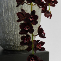 Cymbidium Kiwi Midnight 'Geyserland'