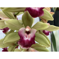 Cymbidium Pearl Dawson 'Procyon' (2-3 Rispen)