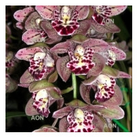 Cymbidium Vogel's Magic 'Waikanae' (2-3 Rispenansätze)