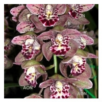 Cymbidium Vogel's Magic 'Waikanae' (2 Rispen)