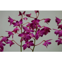 Dendrobium Berry Oda (12+ Rispen)