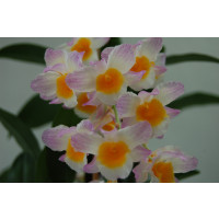 Dendrobium farmeri