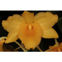 Dendrobium griffithianum