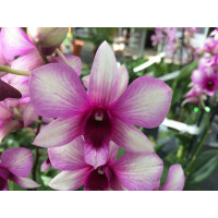 Dendrobium Sa-Nook 'Polar Fire' (1-2 Rispen)