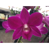 Dendrobium Sa-Nook 'Purple Happiness' (2 Rispen)