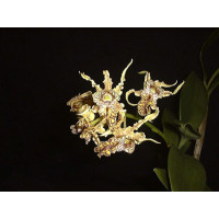 Dendrobium spectabile