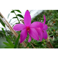 Dendrobium sulawesiense (frisch getopft)