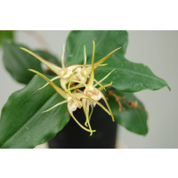 Dendrobium tetragonum 'giganteum'