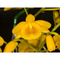 Dendrobium chrysotoxum