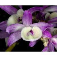 Dendrobium primulinum