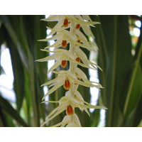 Dendrochilum magnum 