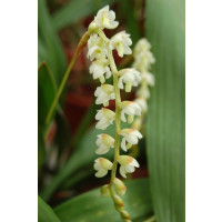 Dendrochilum uncatum