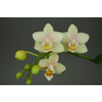 Doritaenopsis Sogo Bianca (2 Rispen)