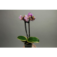 Doritaenopsis Sogo Vivien 'marginata' (2 Rispenansätze)