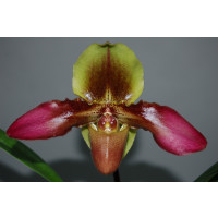 Paphiopedilum Hans Strahl (1 Blütenstiel)