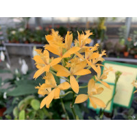 Epidendrum Ballerina 'Yellow' (1-2 Stiele)