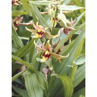 Epipactis gigantea