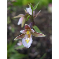 Epipactis palustris (mit neuem Austrieb)