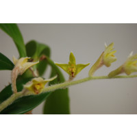 Eria albidotomentosa