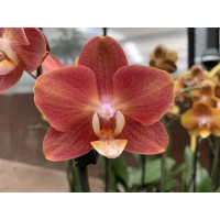 Phalaenopsis Horizon (2 Rispen)