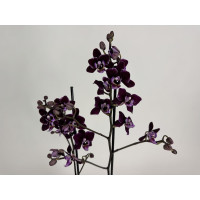 Phalaenopsis Cha Cha (2 Rispen)