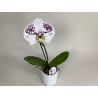 Phalaenopsis Big Singolo 'Owari' (1 Blüte, inkl. Übertopf)