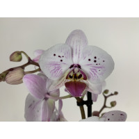 Phalaenopsis Marie Antoinette (2 Rispen)