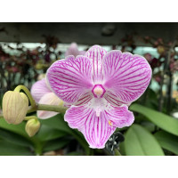 Phalaenopsis Little Big Lip (2 Rispen)