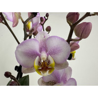 Phalaenopsis Carola (2-3 Rispen)