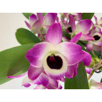 Dendrobium Sunny Eyes (2 Rispen)