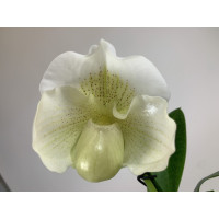 Paphiopedilum Mrs. White (in Blütenscheide)