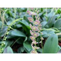 Stelis purpurascens (1-2 Stiele)
