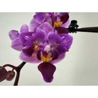 Phalaenopsis Miki Pink Fox 'variegata'