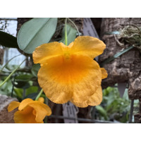 Dendrobium jenkinsii