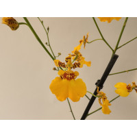 Oncidium Gower Ramsey 'Sunkist' (1 Rispe, verzweigt)