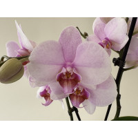 Phalaenopsis My Monroe 'Lipstick' (2 Rispen)