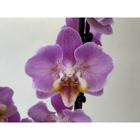 Phalaenopsis Peach Blossom (2 Rispen)