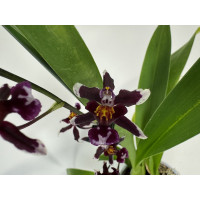 Wilsonara Kolibri 'Black' (2 Rispen)