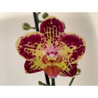 Phalaenopsis Pocahontas (2 Rispen)