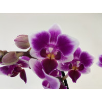 Phalaenopsis Nikki (2 Rispen)