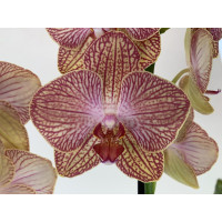 Phalaenopsis Ravello (2 Rispen)