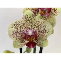 Phalaenopsis Fancy Freckles (2 Rispen)