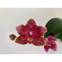 Phalaenopsis Dusty Belle 'Peloric' (2 Rispen)