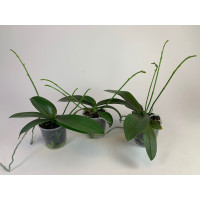 Phalaenopsis Minimark-Sparset, 2-3 Rispenansätze (im 9 cm Topf)